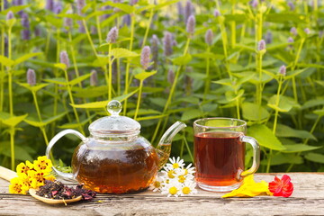 Tea in nature.  Still life with hibiscus tea on a background of blooming mint. Prepared tea, dry tea, rose petals, marigolds and chamomile are on an old wooden table.