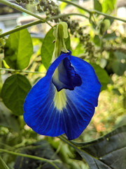 white blue flower in the garden