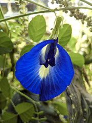 wild blue flower in the garden