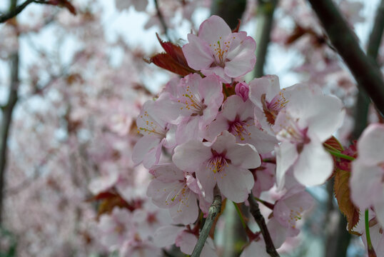 Macro photo of cherry blossoms in the park in the spring. Close-up