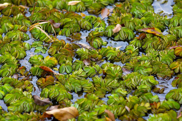 Planta verde no lago pântano linda com detalhes.