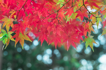 赤いもみじ