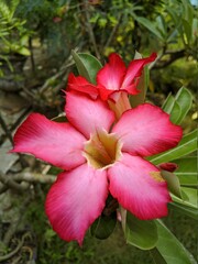 red and white flower