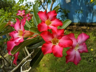 red and yellow flowers in the garden