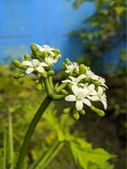 flowers in the garden