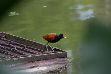 Lindo pato marrom do mato na lagoa em parque.