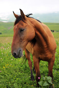 Close-up of a sad brown horse in the green grass of the Caucasian Nature Reserve. Vertical photo