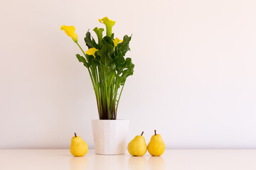 Still life with potted golden arum and yellow pears on plain cream background