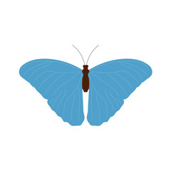 A colored butterfly of blue color on a white background.