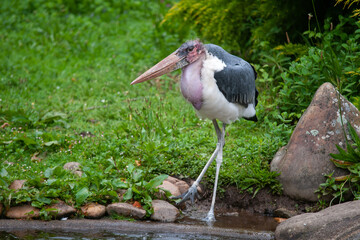 heron birds in nature landscape