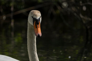 Fototapeta premium Swan