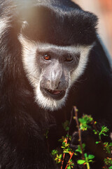 Fototapeta premium close up monkey
