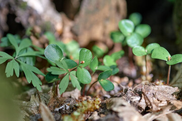 fresh green plants in the forest close-up on a background of brown trees and leaves