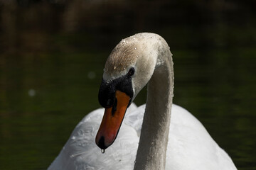 Fototapeta premium Swan