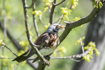 Fieldfare (Turdus pilaris) on the moss