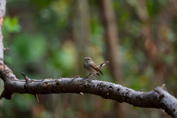 Taiga Flycatcher