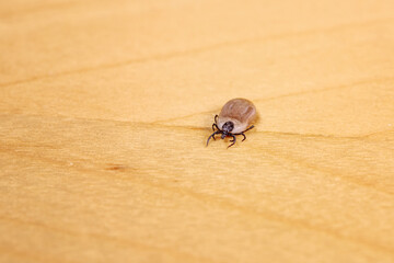 Engorged tick on wood. Lyme disease caused by borrelia.