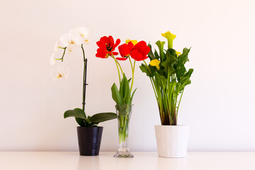 Still life with potted white orchid, red tulips in vase and golden arum on plain cream background