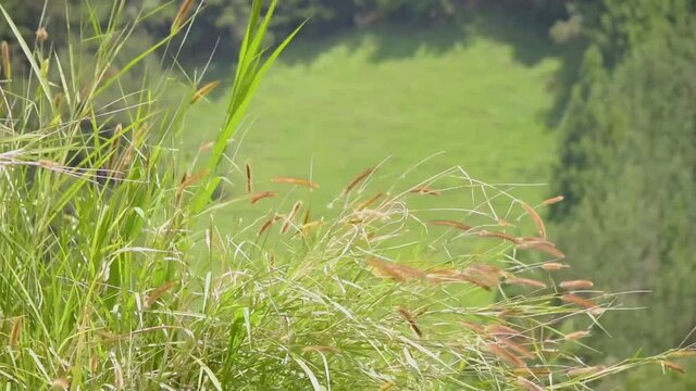 plantas de la naturaleza 3