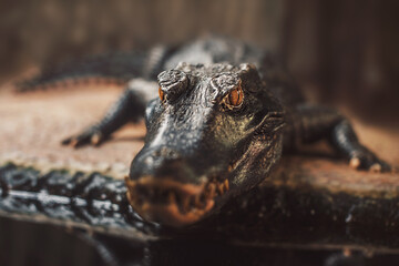 Dward crocodille