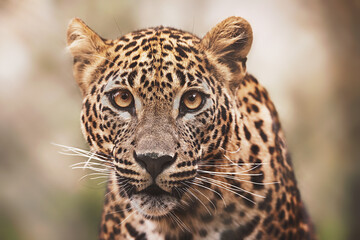 Ceylon leopard - obrazy, fototapety, plakaty