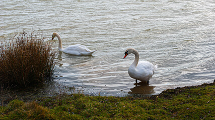 swan on the lake