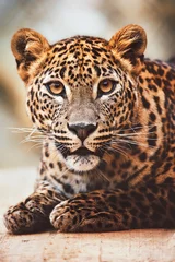 Tissu par mètre Léopard Ceylon leopard