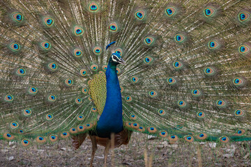 peacock with feathers out