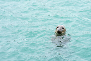 Seal in the Water