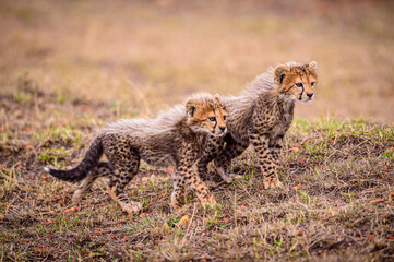 Two cheetah cubs portrait.