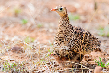 protective mother Sand Grouse bird mother protecting its baby underneath her feathers.