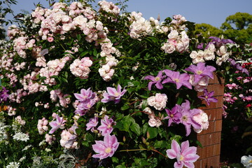 flowers are blooming beautifully at Yamashita  park in Yokohama Japan in 2021 in april.