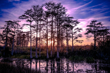 Pink and purple swamp sunset.