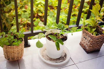STrawberry, mint and house plant on a balcony floor. Modern garden in apartment.