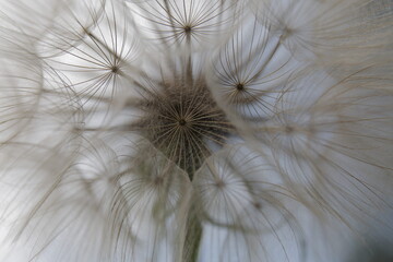 White fluffy dandelion flower on gray sky background
