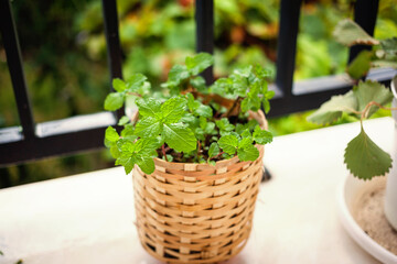 Pepper mint bush in a rattan pot on a balcony