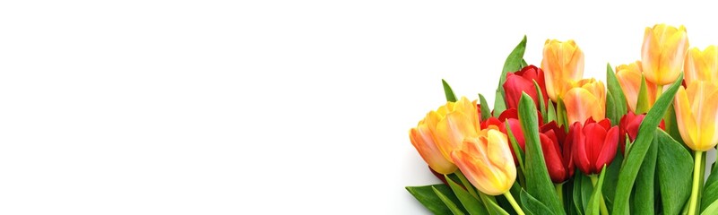 Bouquet of yellow and red tulips isolated on white background. Spring and summer backdrop. Mother's day, Easter and seasonal holiday. Banner