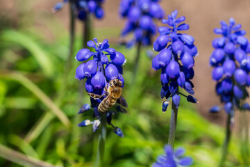 Bee on the Flower in the green Nature