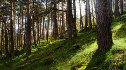 Enchanted forest with green grass and sunlight streaming through the tall trees. Guadarrama Madrid.