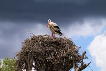 Two white storks perched on their nest incubating the egg of their future chick.
