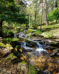 Green spring landscape with stream of water falling between the rocks in an idyllic setting. Navacerrada Madrid.