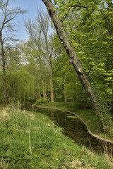 Obraz premium Bras d'étang sous la végétation luxuriante du printemps au parc Josaphat à Schaerbeek