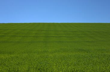 Plakat green field and blue sky