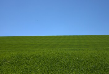 landscape with a green barley chain