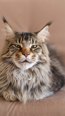 vertical portrait of beautiful big adult Cat maincoon sitting on the beige couch photo with copy space