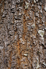 Pine skin tree texture fo pattern background.   