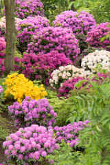 A garden with Rhododendron flowers