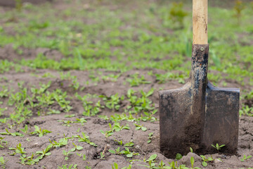 A shovel with a wooden handle stands in the ground. Digging a vegetable garden and gardening in the summer season.