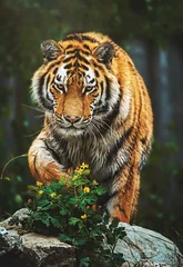Tuinposter Siberian tiger © Sangur