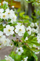 White cherry flowers. Early spring, cherry blossoms on a defocused background. Background, texture, bokeh.
